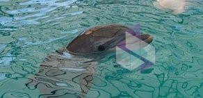 Адлерский дельфинарий