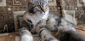 Питомник кошек породы Мейн-кун LICACOON