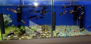 Магазин аквариумов Аквариумный мир на улице Бурова
