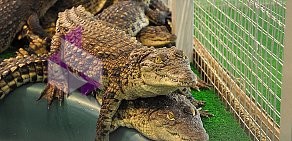 Выставка рептилий Croco Park в ТРК Гулливер
