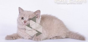 Питомник британских кошек Bri`Shar