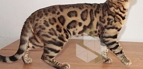 Питомник бенгальских кошек Malakhovka