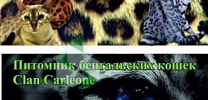 Питомник бенгальских кошек Clan Carleone на улице Тургенева в Тихорецке