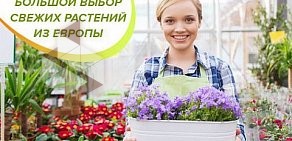 Интернет-магазин комнатных растений и свежих цветов Флоритайм на Новодмитровской улице, 5а стр 3