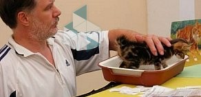 Клуб любителей кошек Funny Cat Club в Центральном административном округе