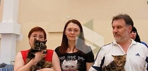 Клуб любителей кошек Funny Cat Club в Центральном административном округе