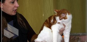 Клуб любителей кошек Funny Cat Club в Центральном административном округе
