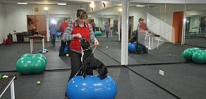 Спортивно-реабилитационный центр для животных WellnessDog