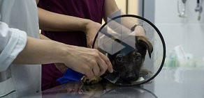 Ветеринарная клиника От носа до хвоста  