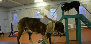 Клуб любителей собаководства Созвездие большого пса на улице Чайковского, 315
