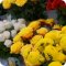 Цветочный магазин ЛенЦветТорг на Комендантском проспекте, 17 к 1